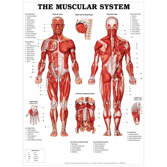 Affiche anatomique du système musculaire