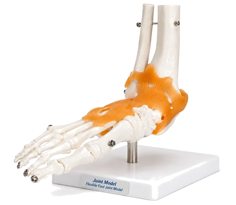 Modèle anatomique flexible des articulations du pied sur support