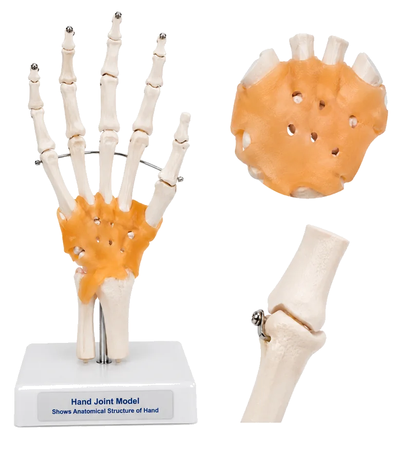 Modèle anatomique flexible des articulations de la main sur support