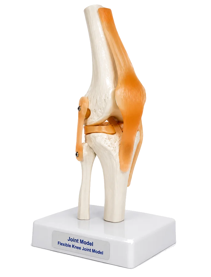 Modèle anatomique flexible de l'articulation du genou sur support